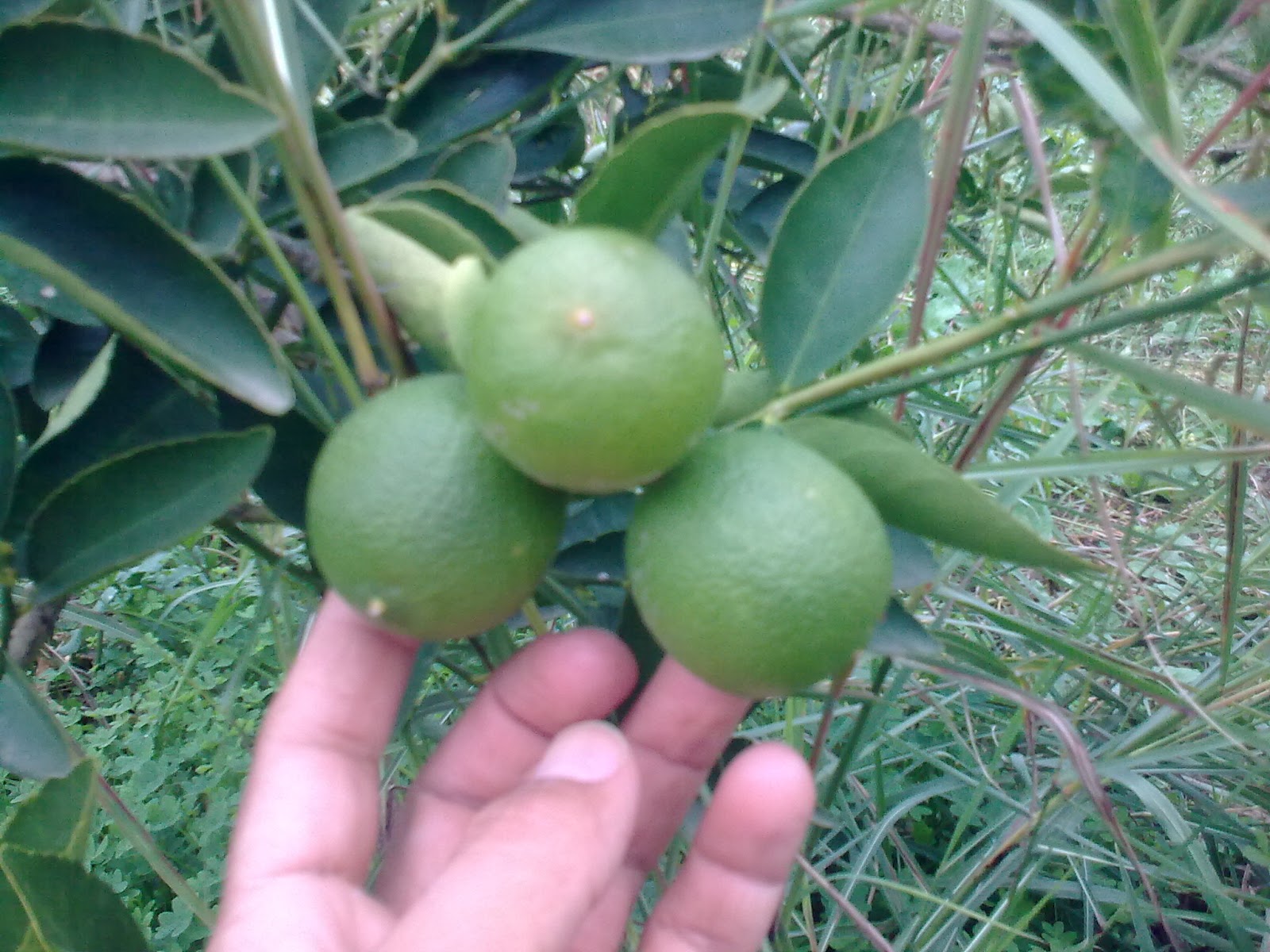 Holidays in Dalyan / Dalyan'da Tatil Lime fidesi ararken...