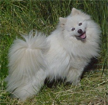 Gambar Anjing American Eskimo | Stambum