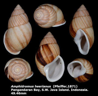 Amphidromus heerianus 49.46mm