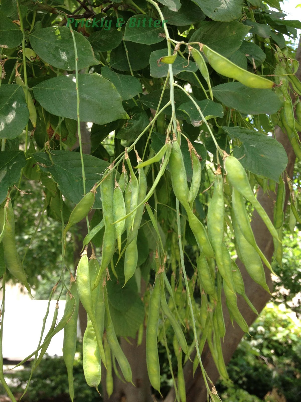 Prickly and Bitter The tree with the yellow wood