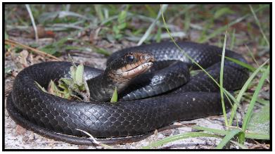 Florida Venomous Snakes Chart