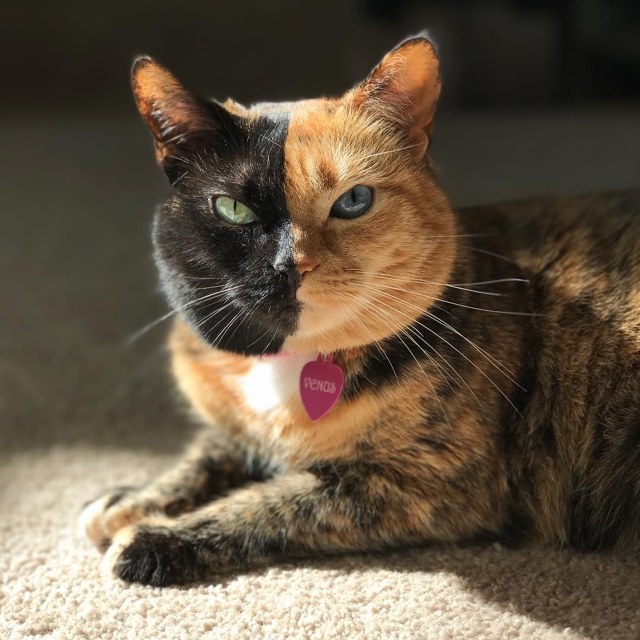 Día Internacional del Gato: Conoce 20 curiosidades de nuestros amigos felinos Venus the Two Face Cat