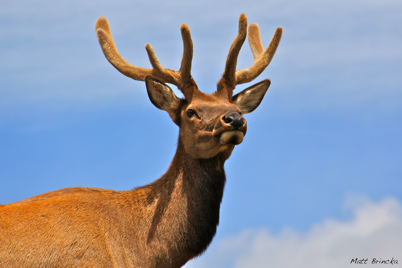 The Nerdy Naturalist Elk The Animal Whose Name Actually Means Moose