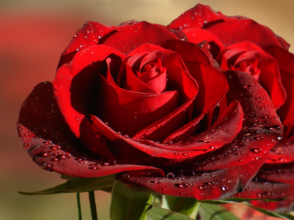 90 Wedding Red Rose Flower Wallpapers Love Roses Pictures