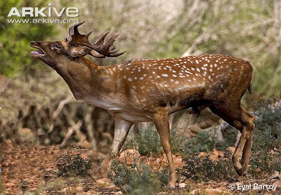 Persian fallow Deer