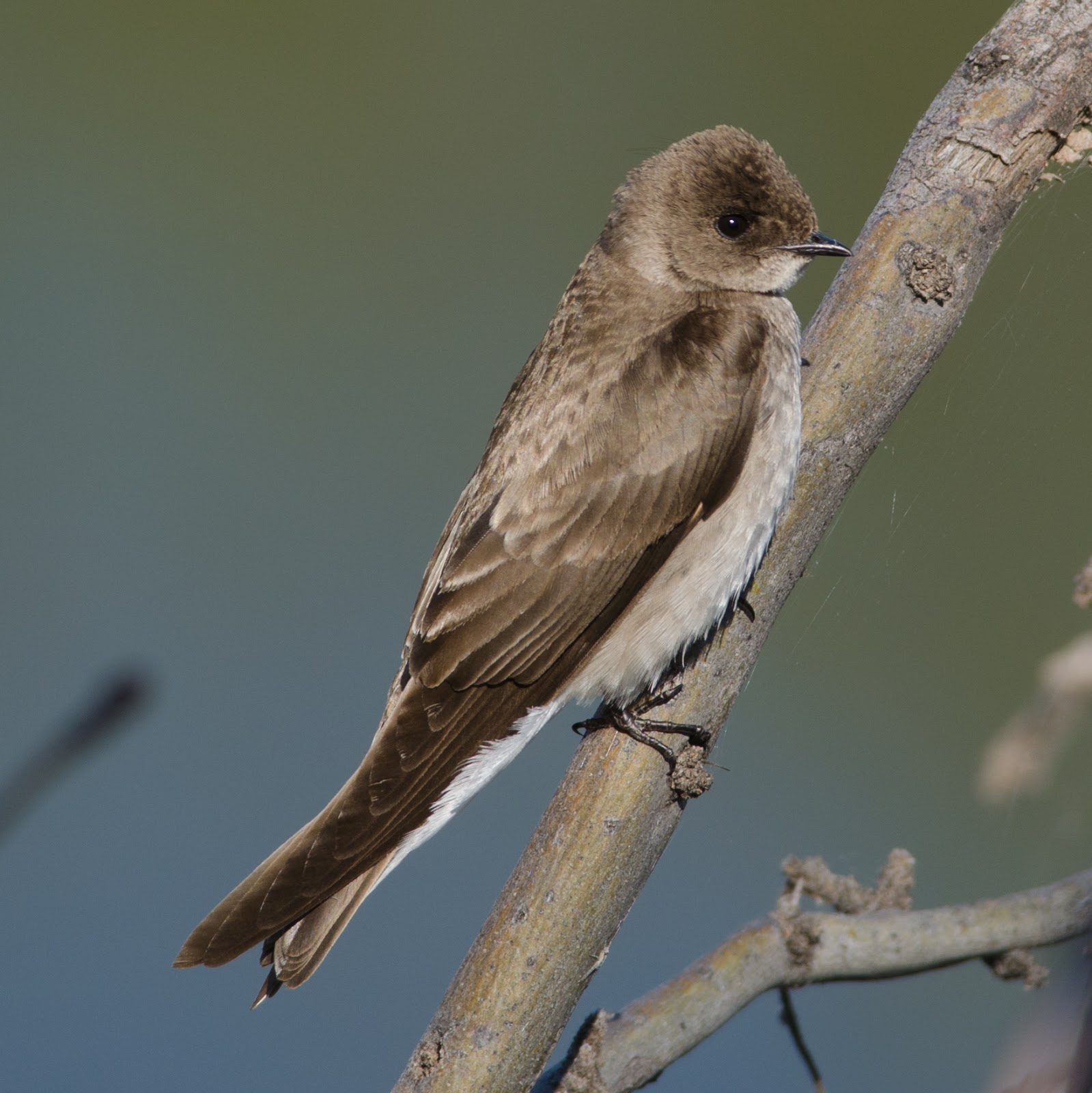 Gordon's Birding Adventures: Mt Ord, Second Visit - 31 Mar 2013
