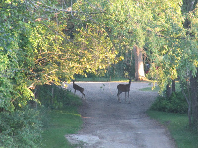 Deer in the road at preserve