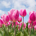 How To Plant Tulip Bulbs In Autumn Season