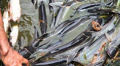 budidaya ikan patin di kolam terpal,cara budidaya ikan patin agar cepat besar,cara budidaya ikan patin di kolam beton,resensi budidaya ikan patin di kolam terpal, budidaya ikan patin di kolam terpal,cara budidaya ikan patin agar cepat besar,cara budidaya ikan patin di kolam beton,resensi budidaya ikan patin di kolam terpal,