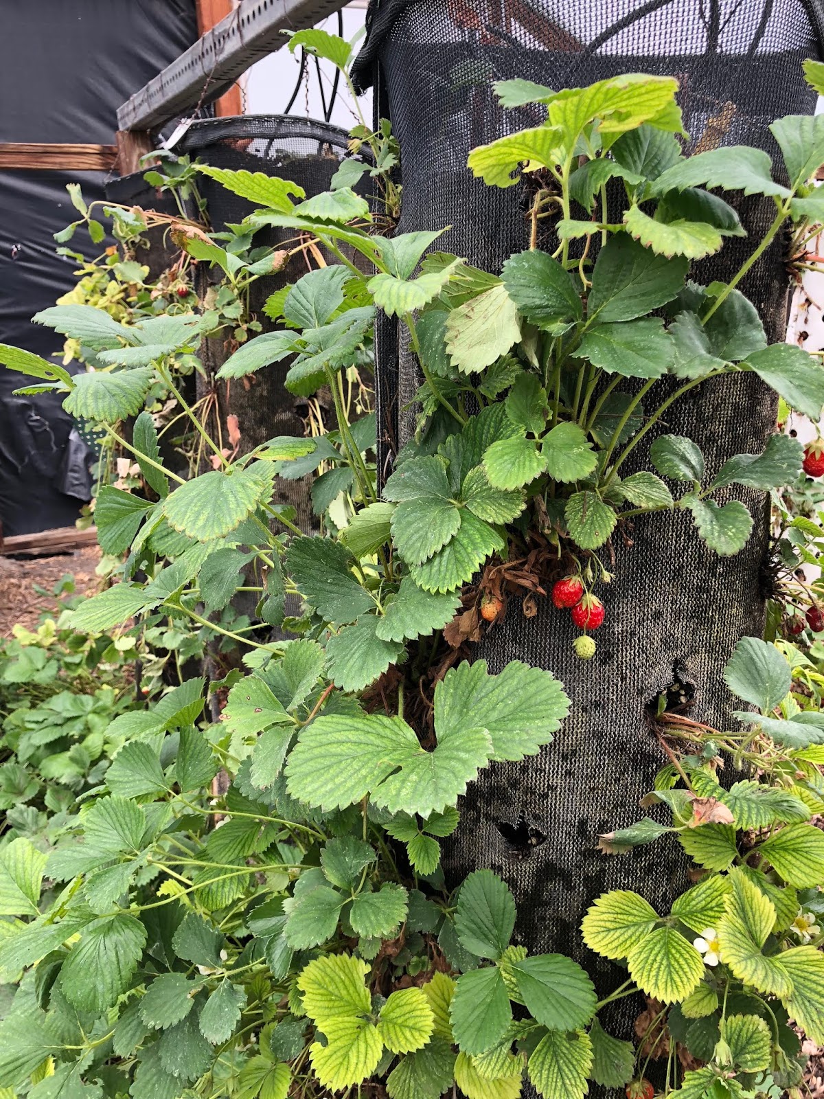 COHorts Growing Strawberries. Vertically!