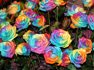 Rainbow Roses HD Wallpapers