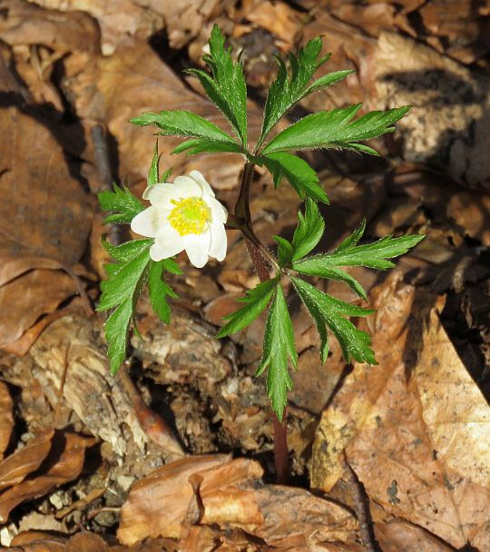 Zawilec gajowy (Anemone nemorosa L.). Zawilec gajowy (Anemone nemorosa L.).