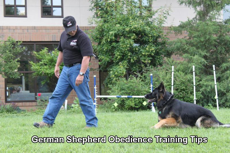 how to your to obey commands how to a german shepherd to obey commands german shepherd facts how to your to obey commands how to a german shepherd to obey commands german shepherd facts