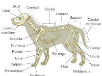 Anatomy Diagram Anatomy Diagram