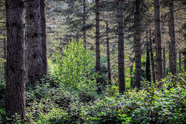 Lynford Arboretum at Thetford Forest in Norfolk