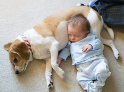 A Beagle and A Baby