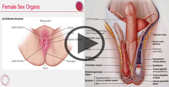 Women's Sexual And Reproductive Organs