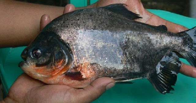 Gambar Ikan Bawal Air Tawar Dan Air Laut Konsumsi Dan Hias<script async src=