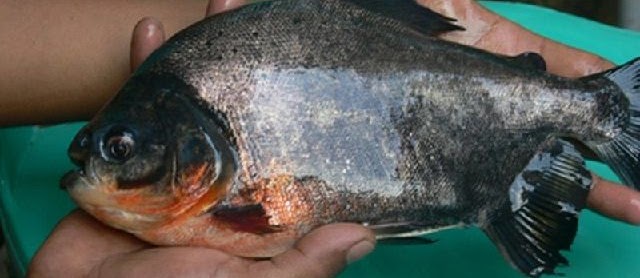 Gambar Ikan Bawal Air Tawar dan Air Laut Konsumsi dan Hias