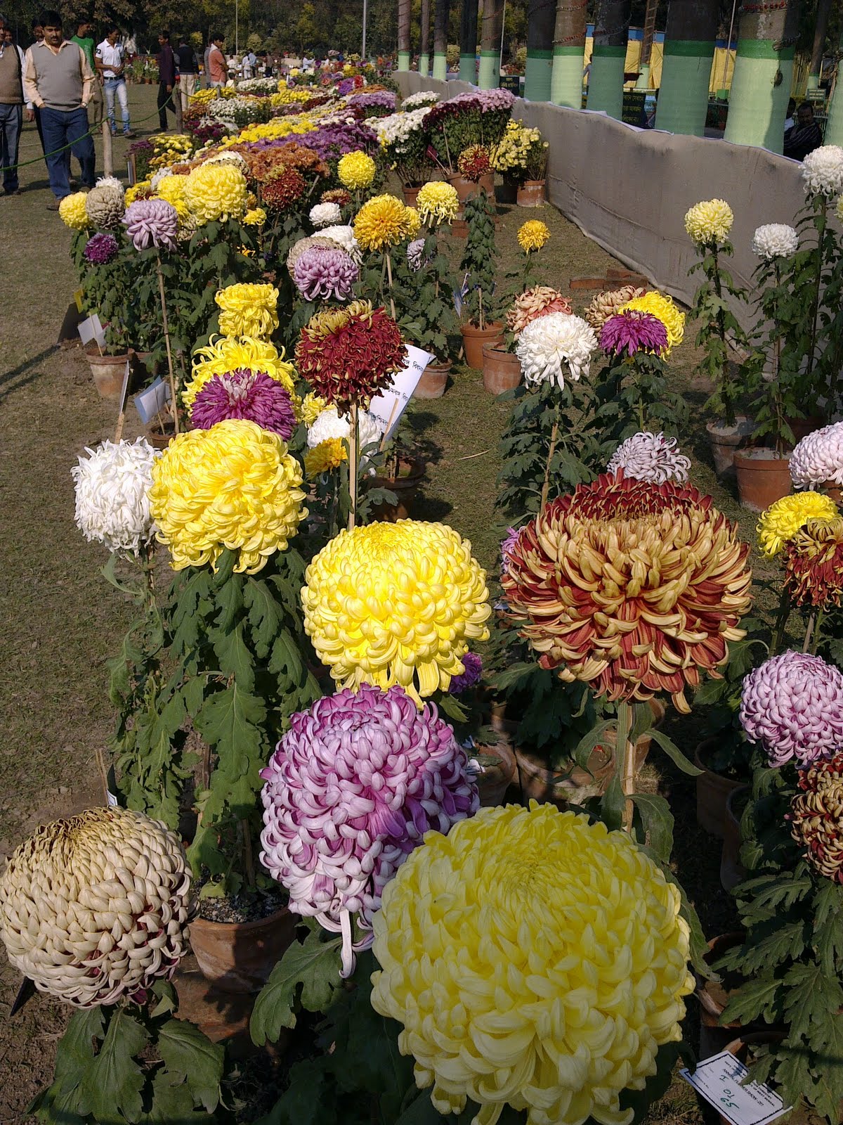 Kolkata Flower Fair (Phul Mela) 2012
