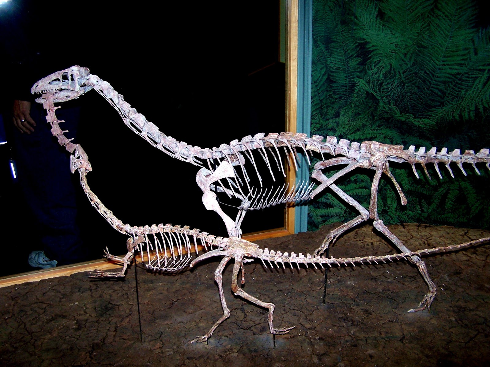The Natural World: Animal of the Day: Coelophysis