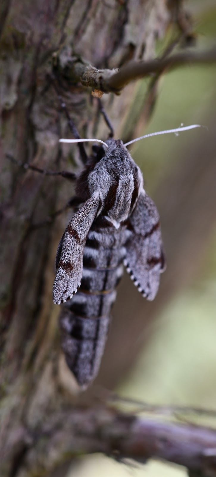 Picture of a moth up close.