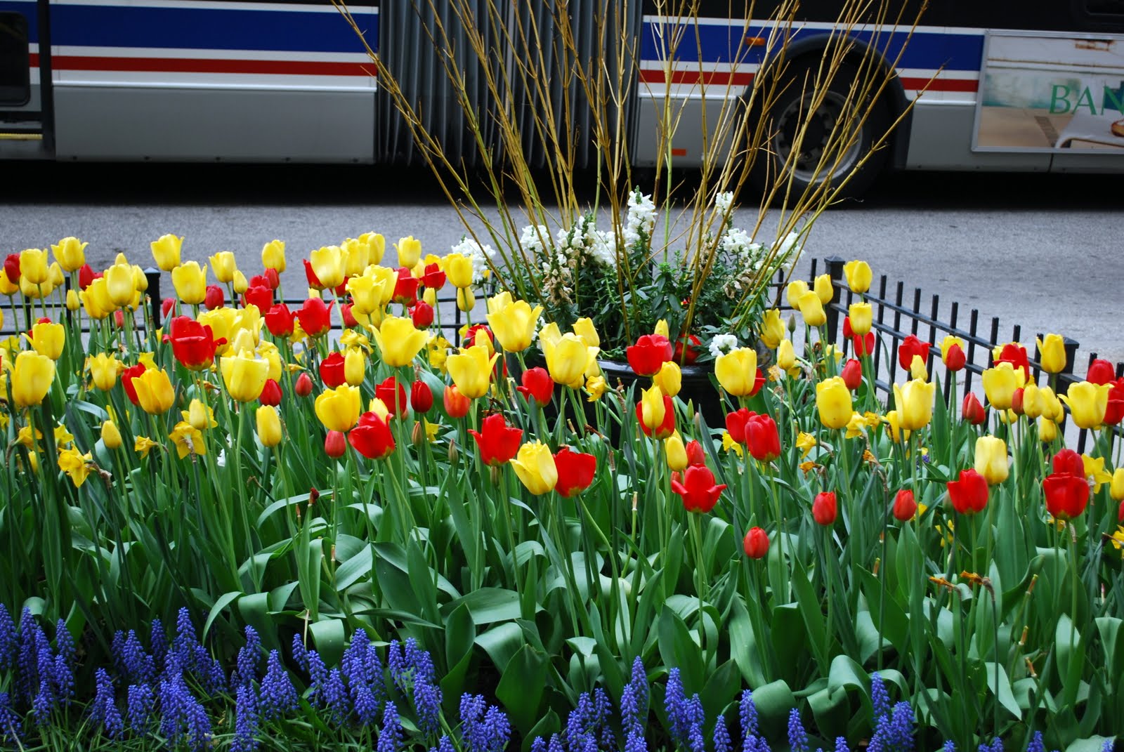 Mille Fiori Favoriti Tulips on Chicago's Magnificent Mile
