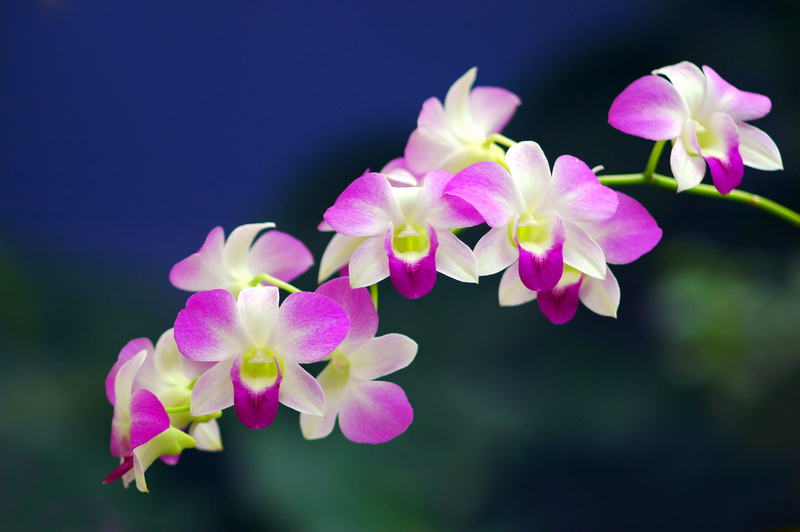  Bunga  Orkid  Orkid  Dendrobium dan Cara Penjagaan