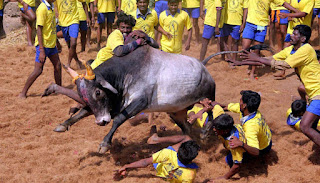 Jallikettu, Jallikattu, Bulls, India, Tamil, Tamil Nadu