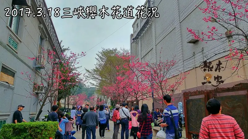 三峽老街賞櫻吉野櫻花