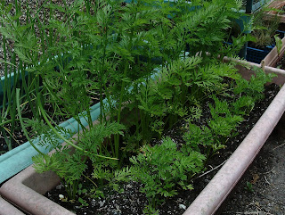 Carrots growing in containers