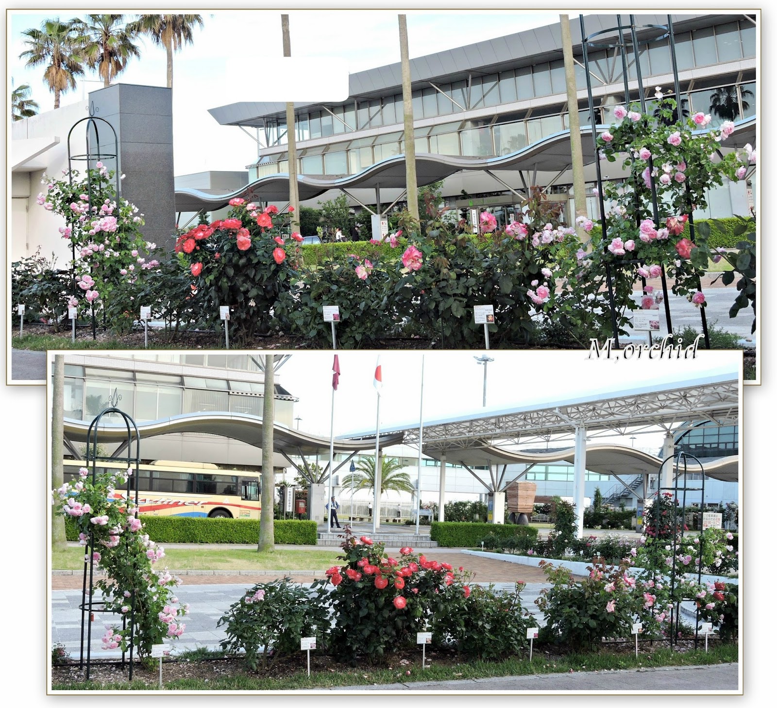 Orchid's Daily Voice (Home Page) Flowers from the Airport in our city;