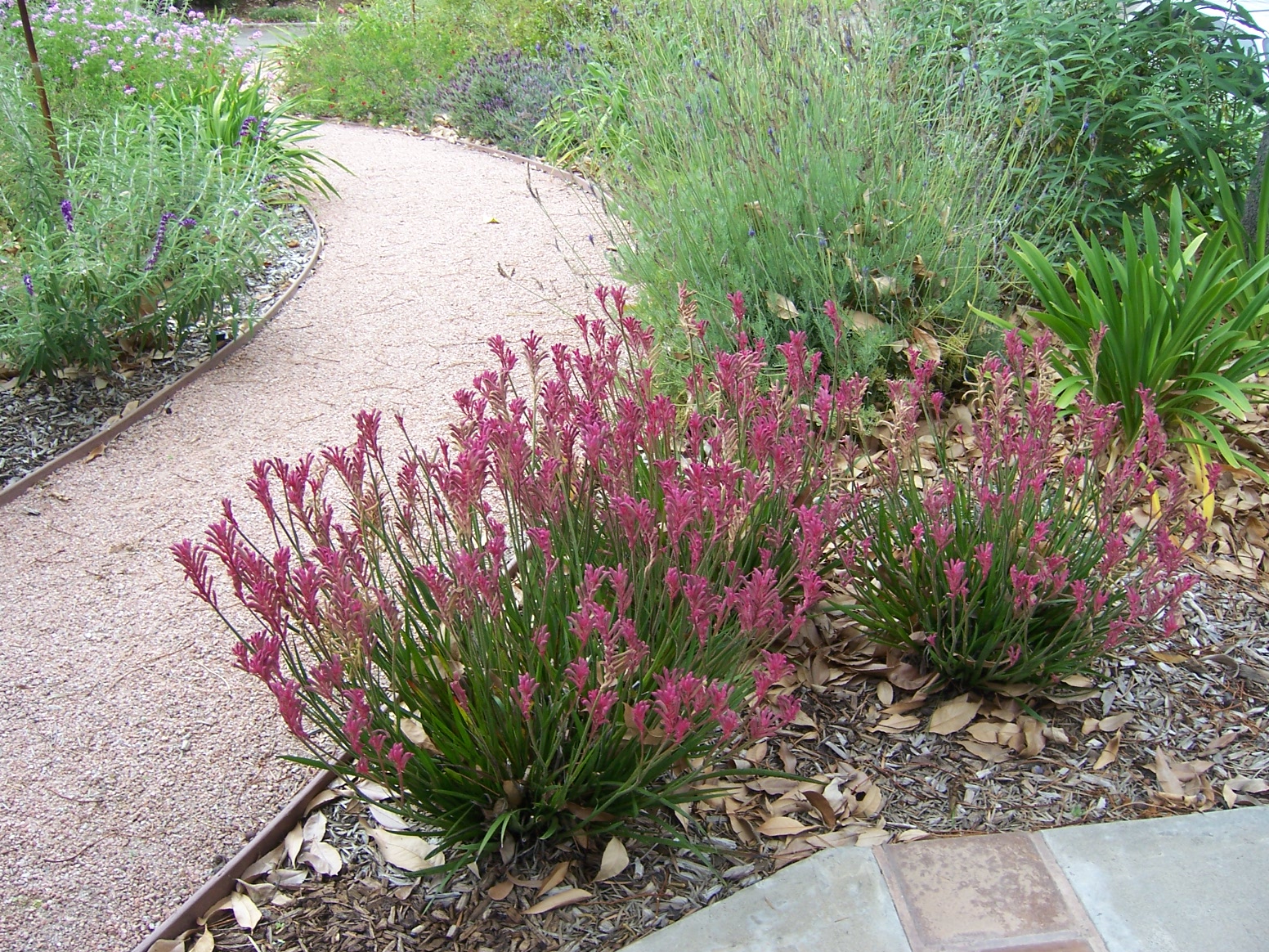 The 2 Minute Gardener Photo Pink Dwarf Kangaroo Paw (Anigozanthos flavidus)