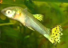 Bacterias comunes para peces de estanque Bacterias comunes para peces de estanque