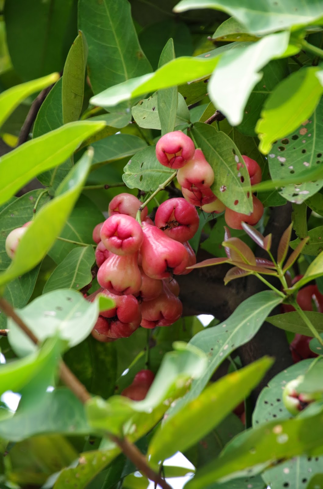 Trees and Plants Jambu