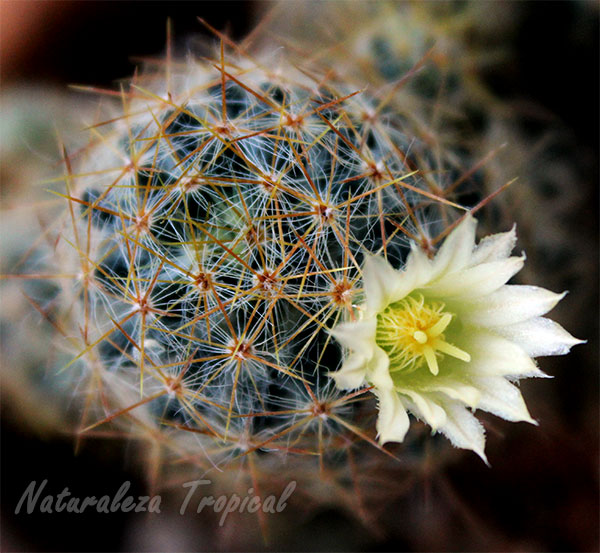 El Cactus Mammillaria prolifera