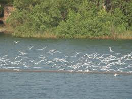 Birds at Marvanthe Marvanthe wildlife