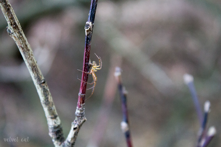 paseando bosque fotografía