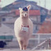Japan Post Hires Alpaca (Video)