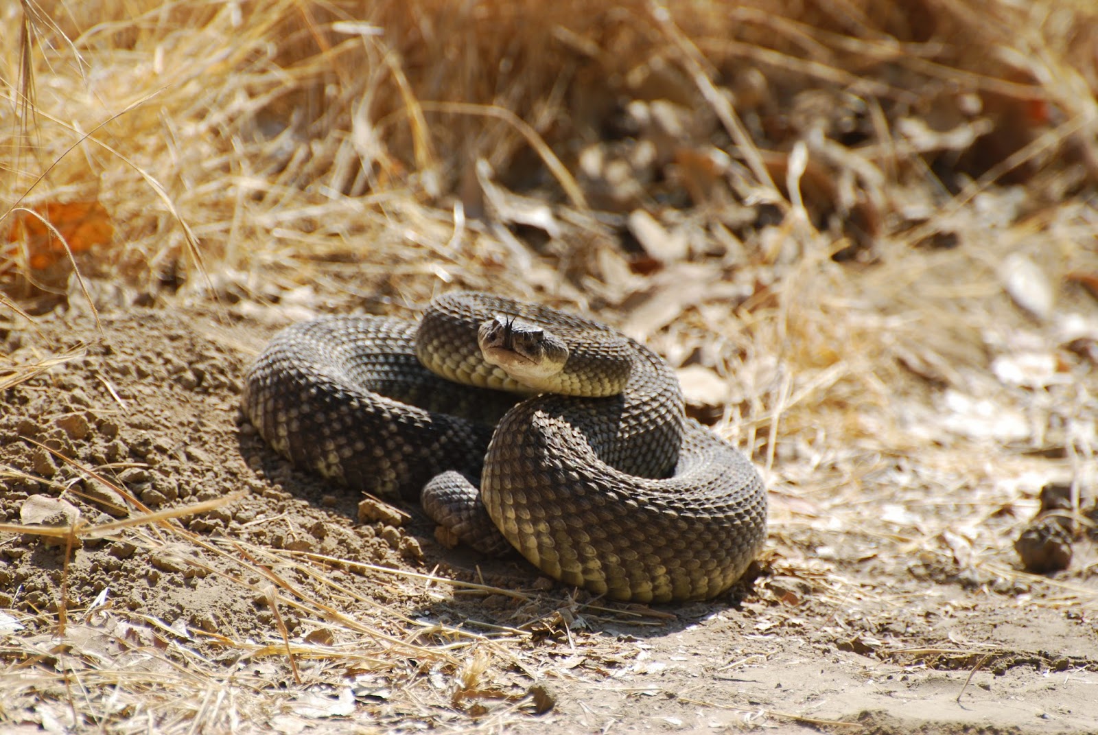 Puente Hills Nature: Shaking it Up with Rattlesnakes - by Bo Gould (intern)