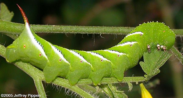 Sturbridge Community Gardens: Very Hungry Caterpillars