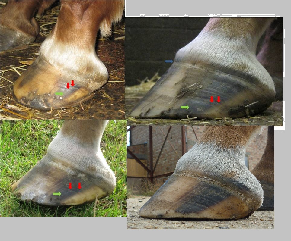 Barefoot Horse Blog Navicular and 'metabolic' 10 weeks 3 days