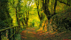 forest 1080p wallpapers desktop nature background forrest backgrounds laptop path autumn woods scenery walking resimleri manzara fall nice down wooded