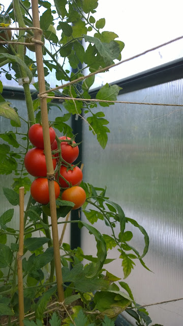 reifende Tomaten im Gewächshaus (c) by Joachim Wenk reifende Tomaten im Gewächshaus (c) by Joachim Wenk