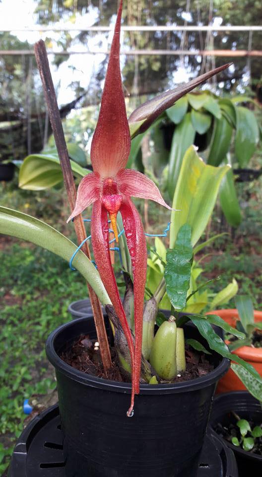 Paku Midin Top 15 The Most Expensive Orchid In The World From Borneo Island