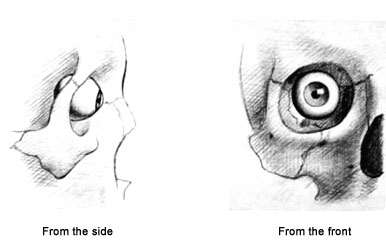 Figure 6-1. The position f the eye in its socket (Wolff, 1933).