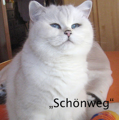 Schoenweg Chinchilla Cats Cattery 03 19