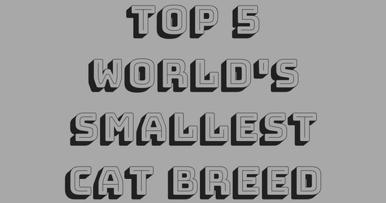 worlds smallest battle cat