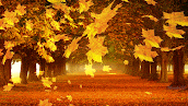 Cada hoja habla de felicidad para mí, agitando los árboles de otoño. (Emily Bronte)