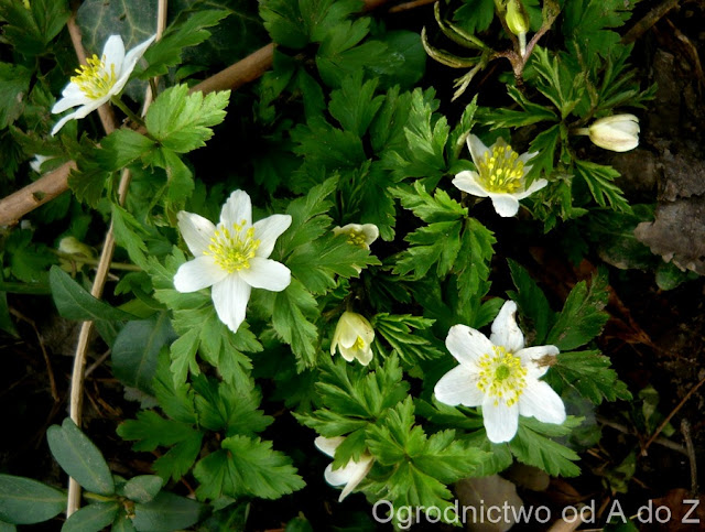 Zawilec gajowy Anemone nemorosa